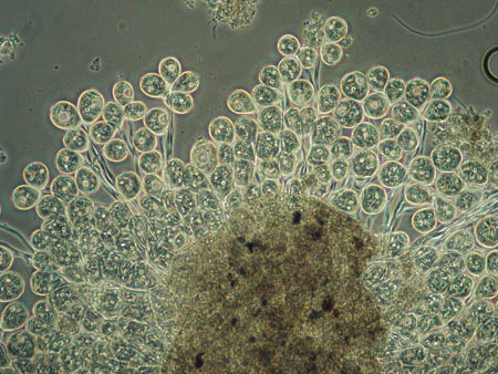 Carchesiumkolonie 1154