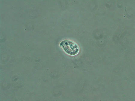 Chilodonella 2980