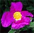 Cistus villosus