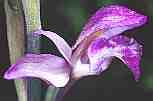 Einzelblüte des Dingel (Orchidee)