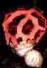 Roter Gitterling (Clathrus ruber), ein Verwandter der Stinkmorchel