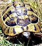 Griechische Landschildkröte