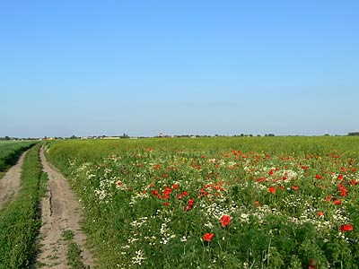 Feldrain im Sommer