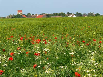 Feldrain im Sommer mit Körbelitzer Kirche
