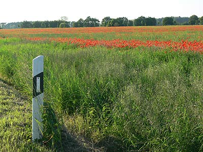 Feldrain im Sommer 