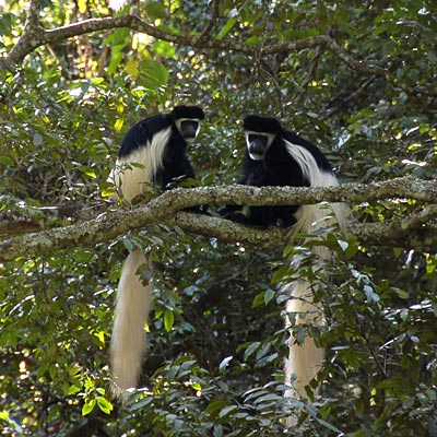 Colobus-Affen