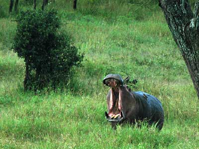 Flußpferd im Serengeti-Nationalpark, Tansania Flußpferd im Serengeti-Nationalpark, Tansania
