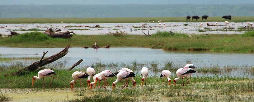 Nimmersatt-Störche am Lake Manyara