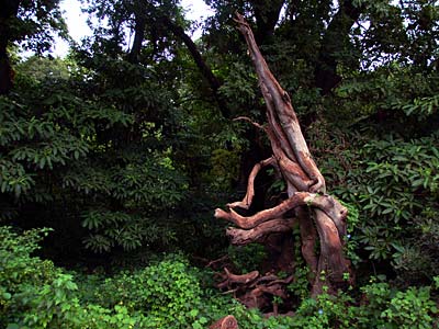Grundwasser-Wald im Lake Manyara Nationalpark
