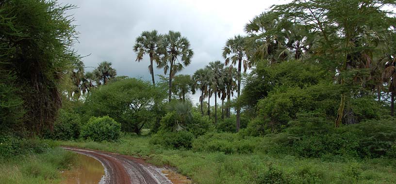 Wald am Lake Manyara