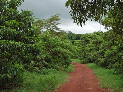 Weg im Lake Manyara Nationalpark