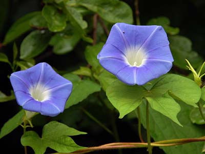 Blüten der Prunkwinde