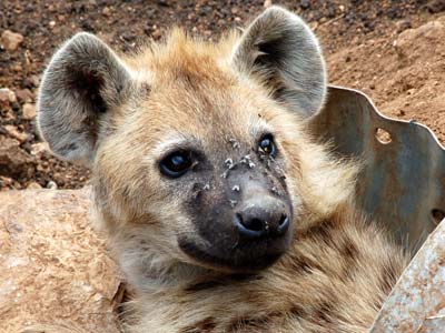 Hyäne im Ngorongoro-Krater, Tansania