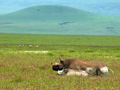 Nashörner im Ngorongoro-Krater, Tansania Nashörner im Ngorongoro-Krater, Tansania