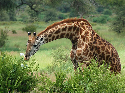 Giraffe im Tarangire-Nationalpark, Tansania Giraffe im Tarangire-Nationalpark, Tansania