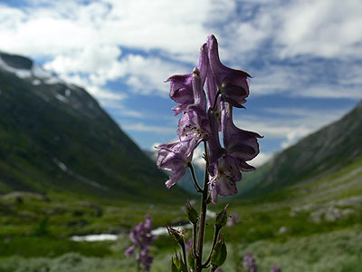 Gamle Strynfjellsveg - Eisenhut