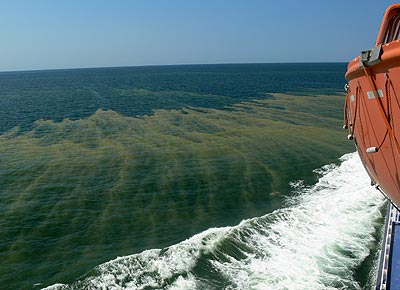 Algenblüte von Bord der "Trelleborg"