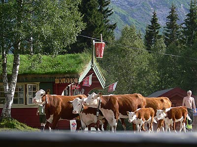 Kühe auf dem Fjell