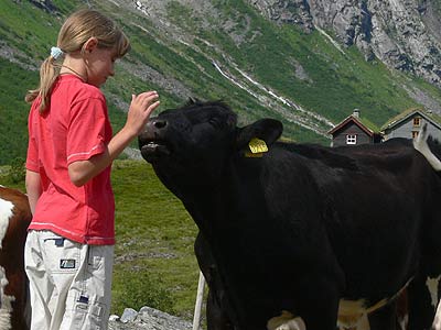 Kühe sind neugierig!