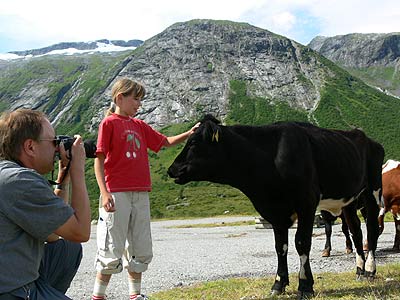 Kühe sind neugierig!
