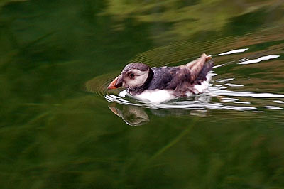 Puffin