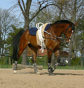 Woopi-Training