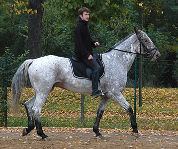 Reitabzeichen-Lehrgang