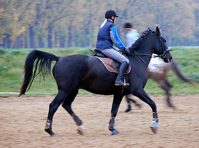 Reitabzeichen-Lehrgang