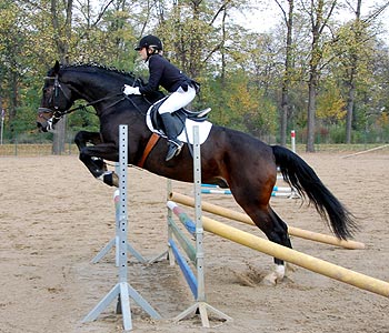 Reitabzeichen-Prüfung