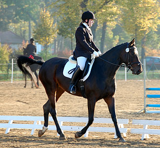 E-Dressur