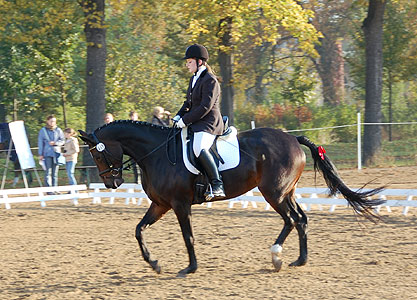 E-Dressur