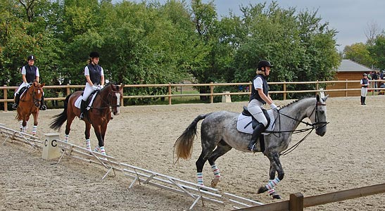 Schulpferdecup - Dressur