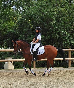 Schulpferdecup - Dressur