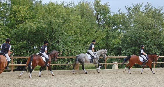 Schulpferdecup - Dressur