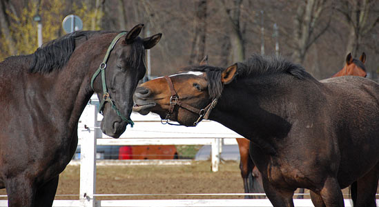 Arbeitseinsatz 27.03.2010